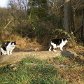 milo and moots to the rescue